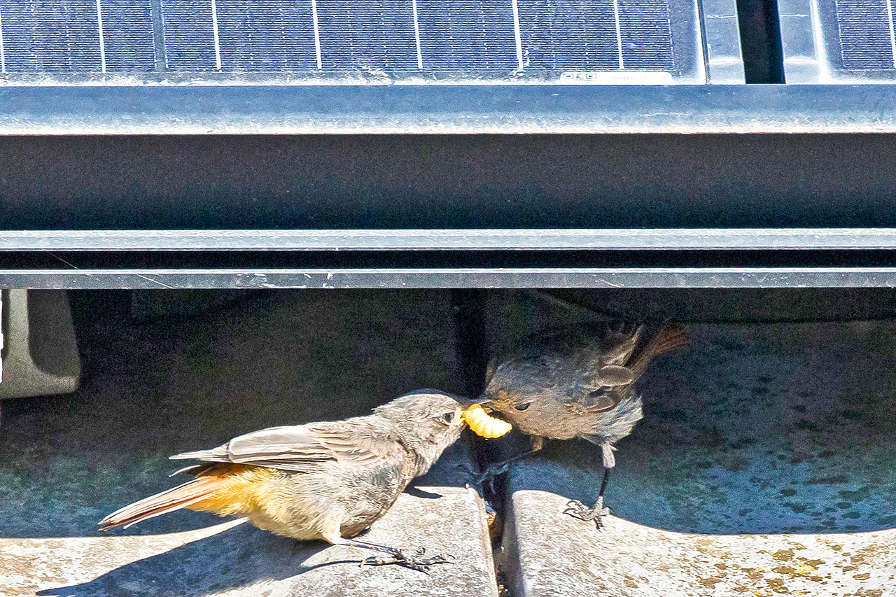 thumbnail: zwitschern-unter-dem-solardach