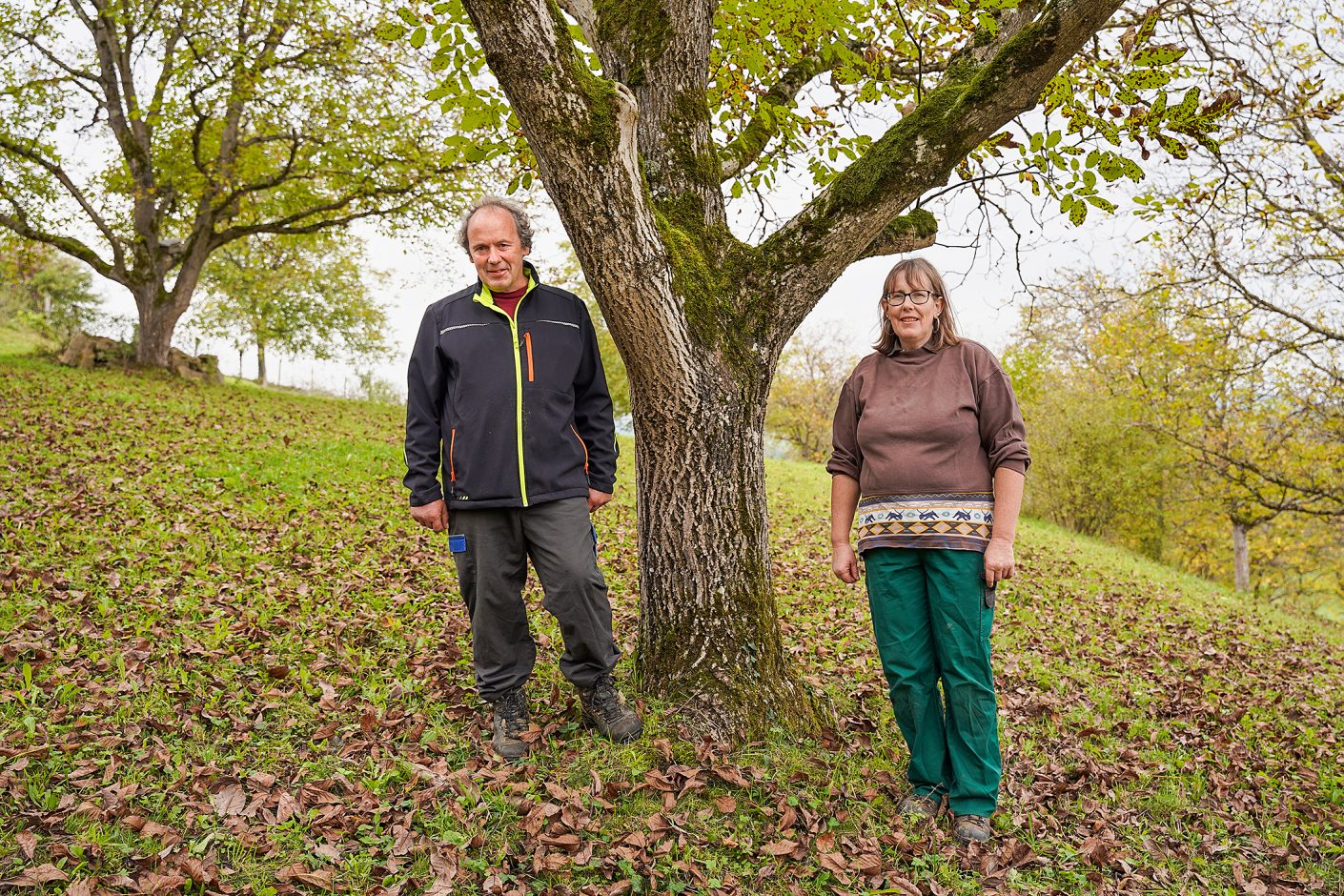 thumbnail: die-nussernte-braucht-zeit