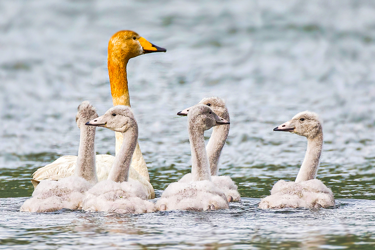 thumbnail: trompetenrufe-und-schwanengesang