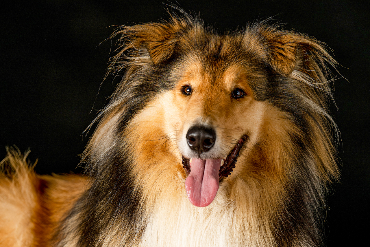 thumbnail: zorko-dreht-seinen-ersten-film