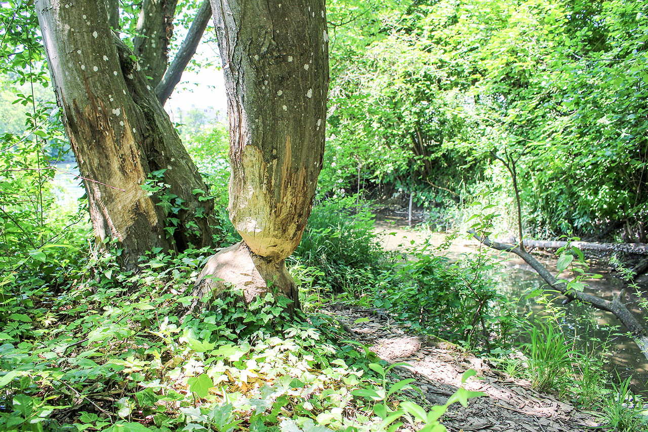 thumbnail: landschaftsgaertner-im-wasserschloss