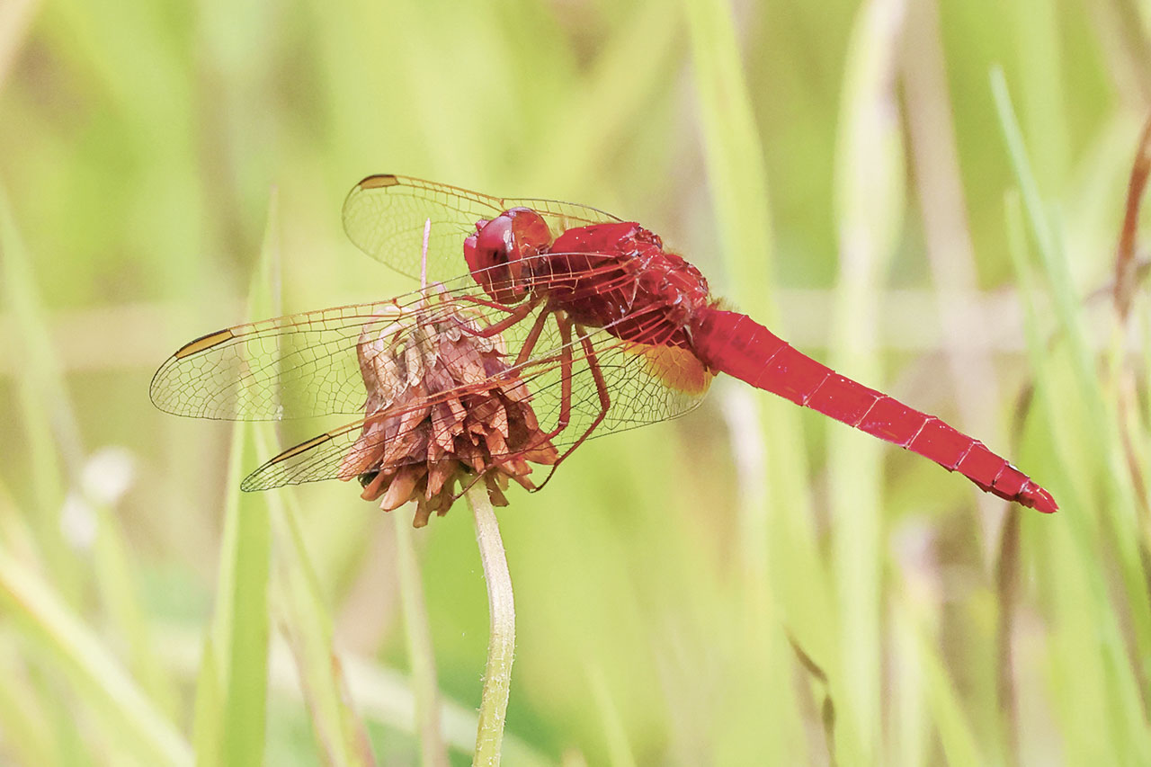 thumbnail: die-farbenpraechtigen-kinder-der-sonne