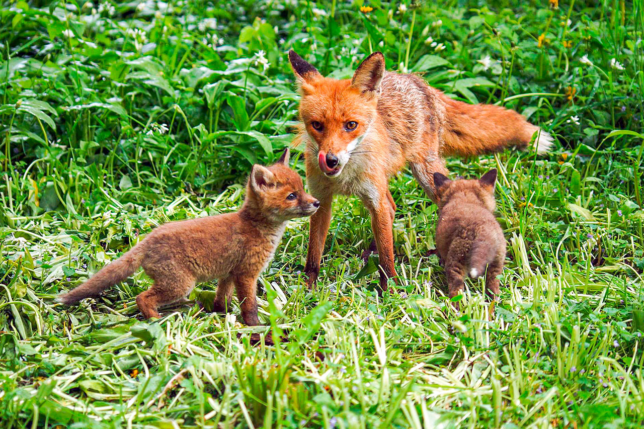 thumbnail: langsamverkehr-fuer-die-natur