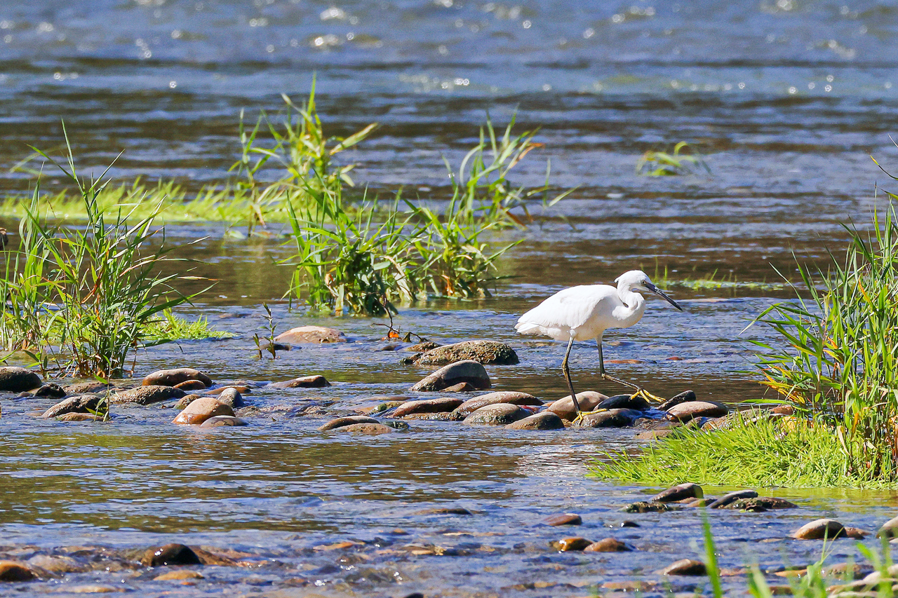 thumbnail: attraktive-gaeste-im-auengebiet