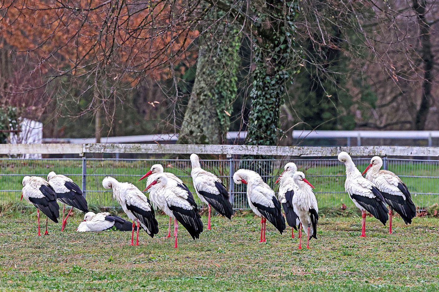 thumbnail: die-gluecksbringer-zu-gast-in-der-region