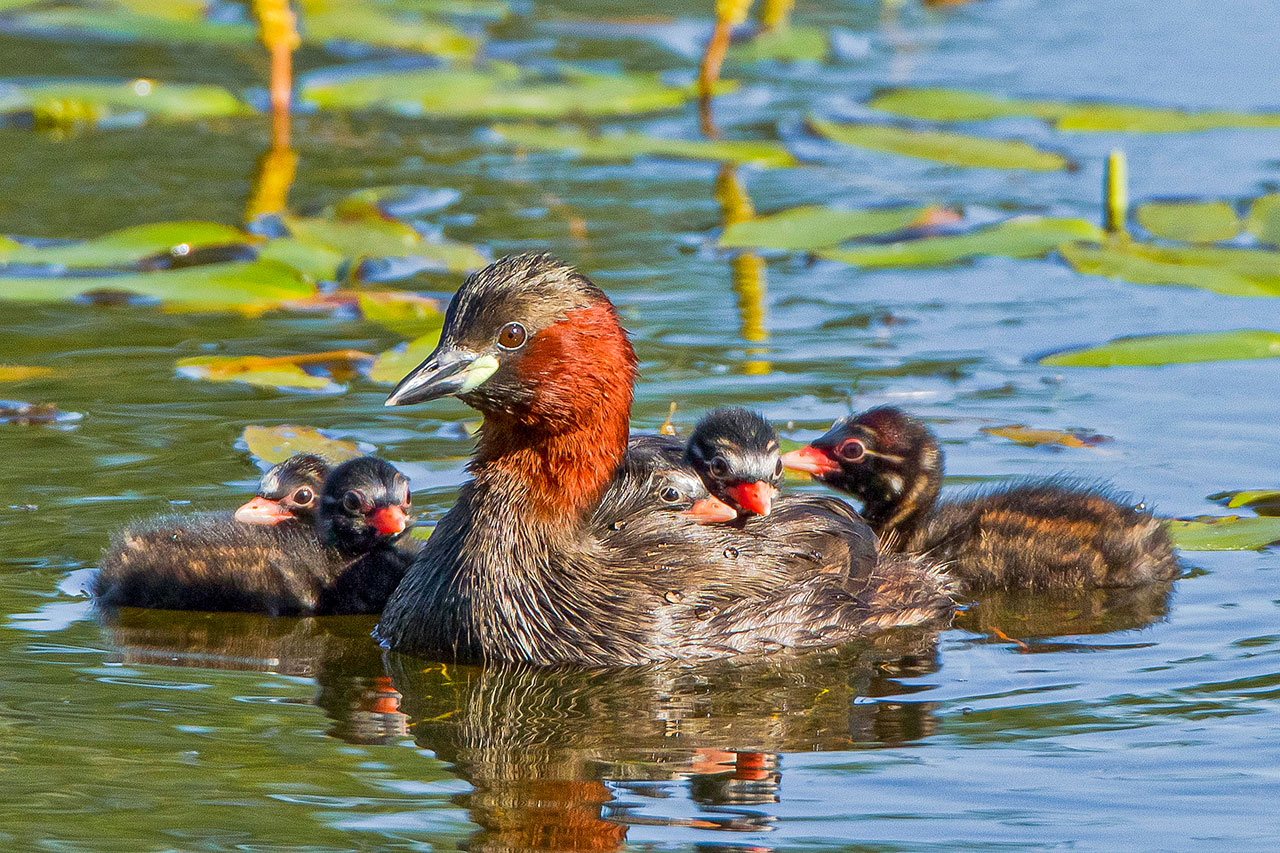 thumbnail: die-vermeintlichen-entenkueken