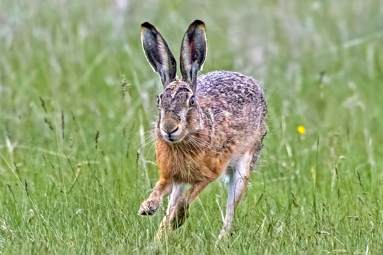 thumbnail: gefiederte-und-langohrige-fruehlingsboten