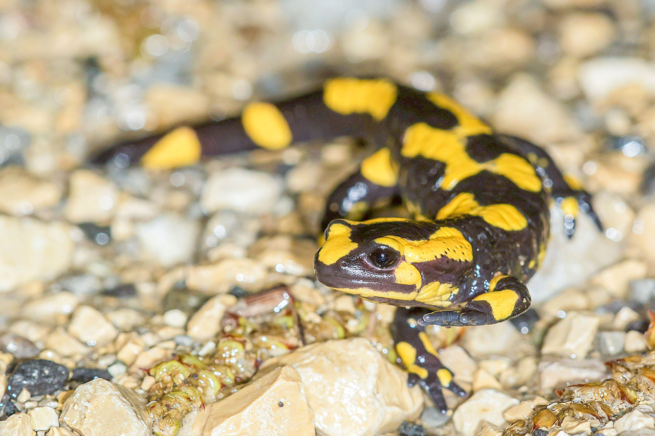 thumbnail: das-leben-in-zwei-welten