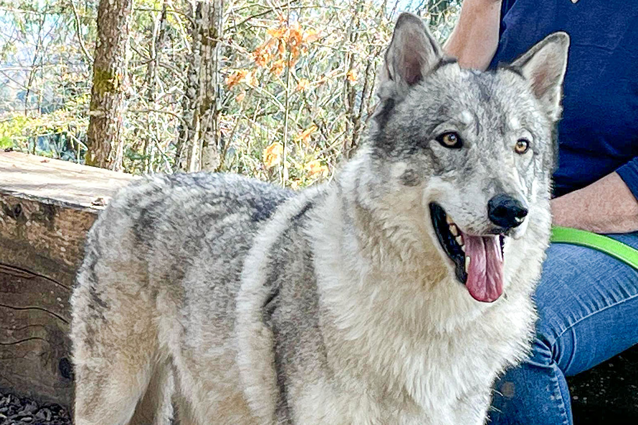 thumbnail: faszination-wolfhunde