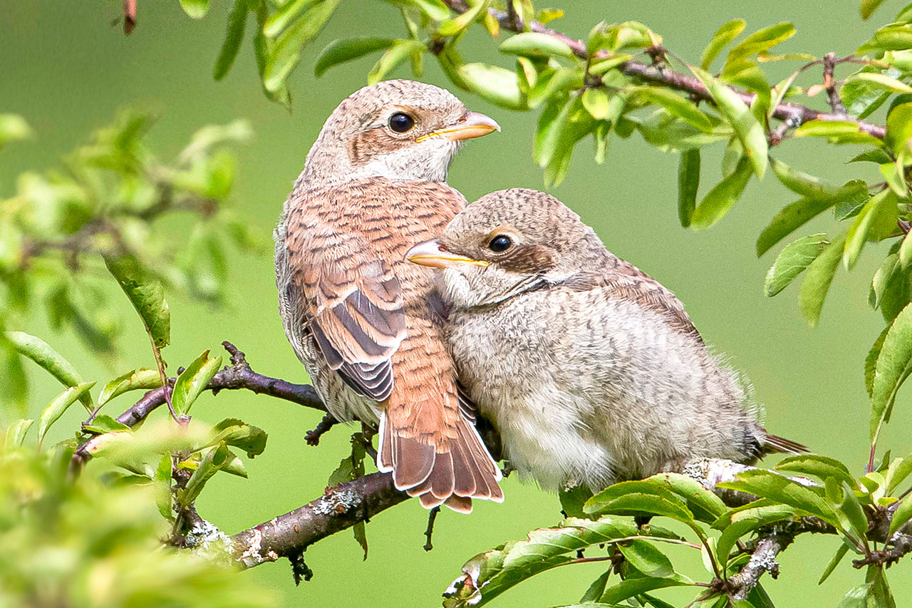 thumbnail: die-spaetrueckkehrer-aus-afrika-sind-da