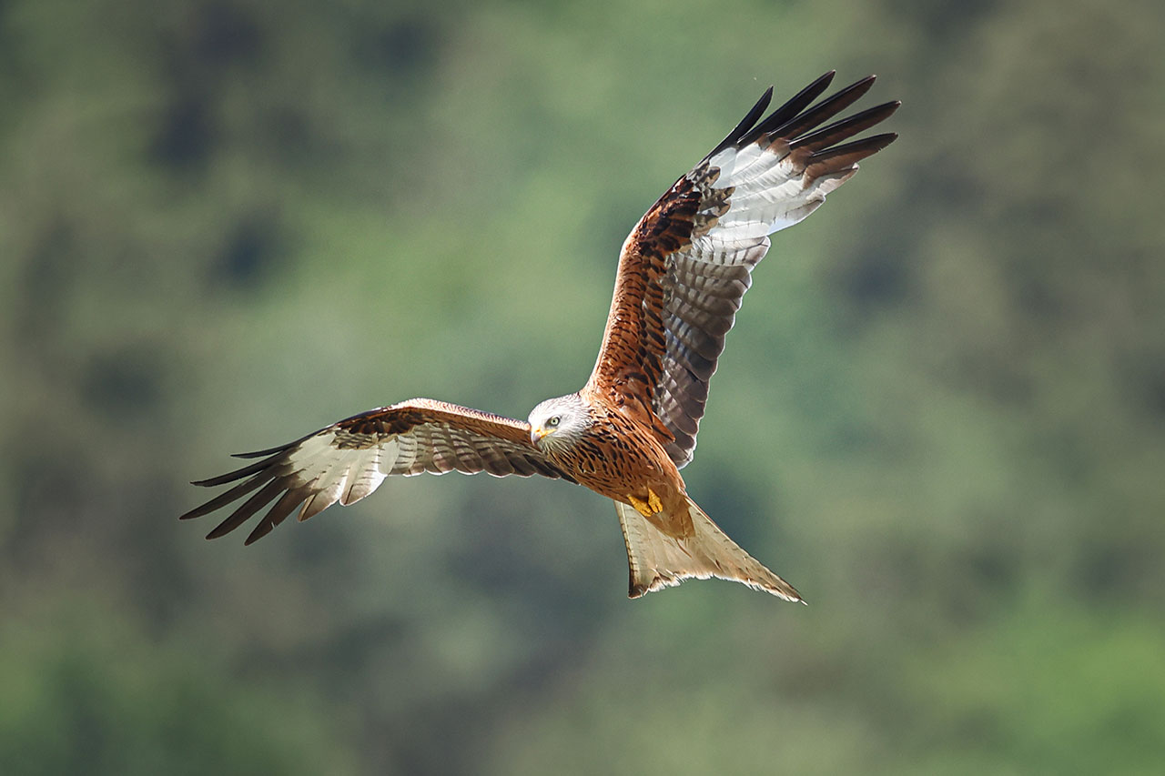 thumbnail: aufzucht-unter-schwierigen-bedingungen