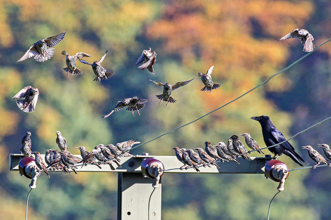 thumbnail: ab-in-den-sueden-transit-der-zugvoegel
