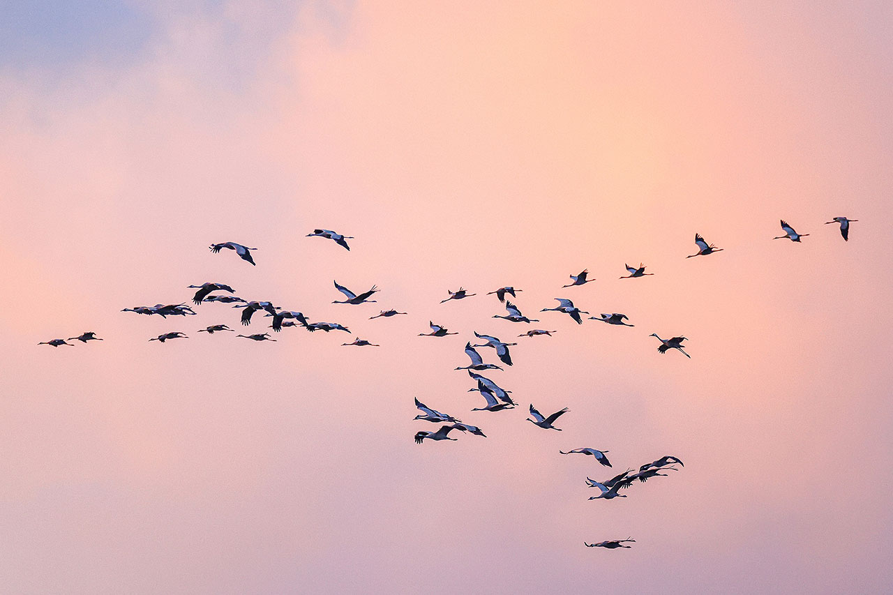 thumbnail: spaetziehende-auf-der-winterflucht