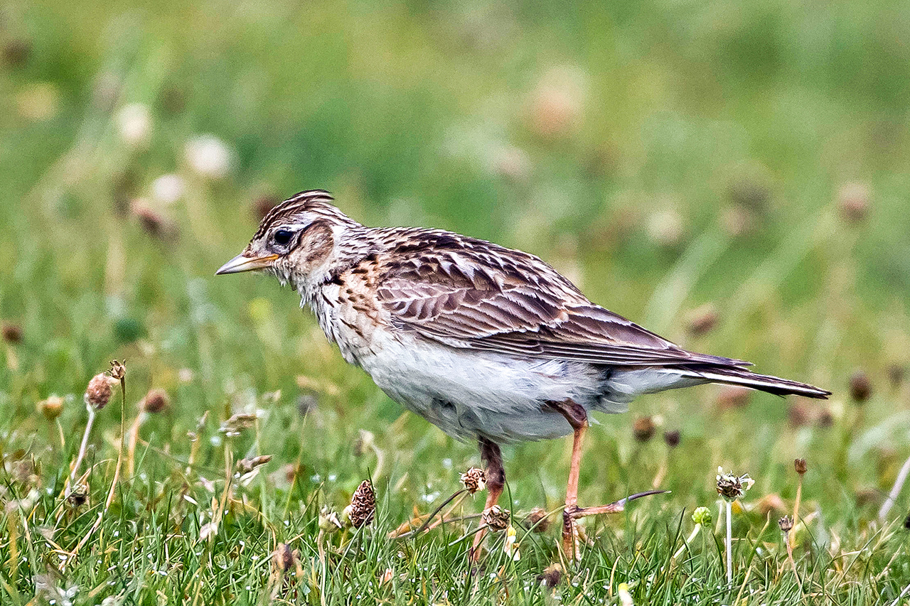 thumbnail: hoffnung-fuer-die-gesangsvirtuosen