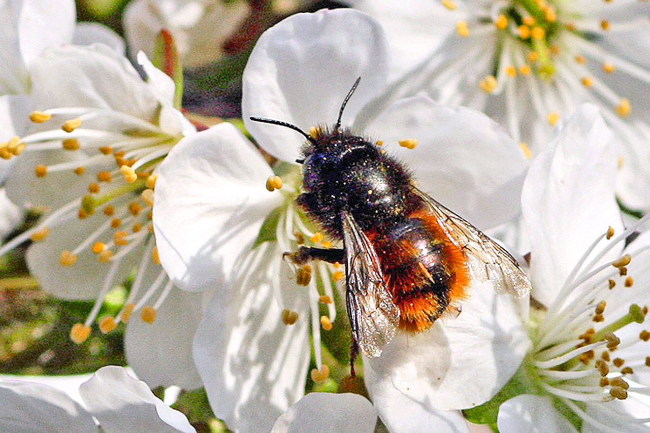 thumbnail: ein-zuhause-fuer-die-wildbienen