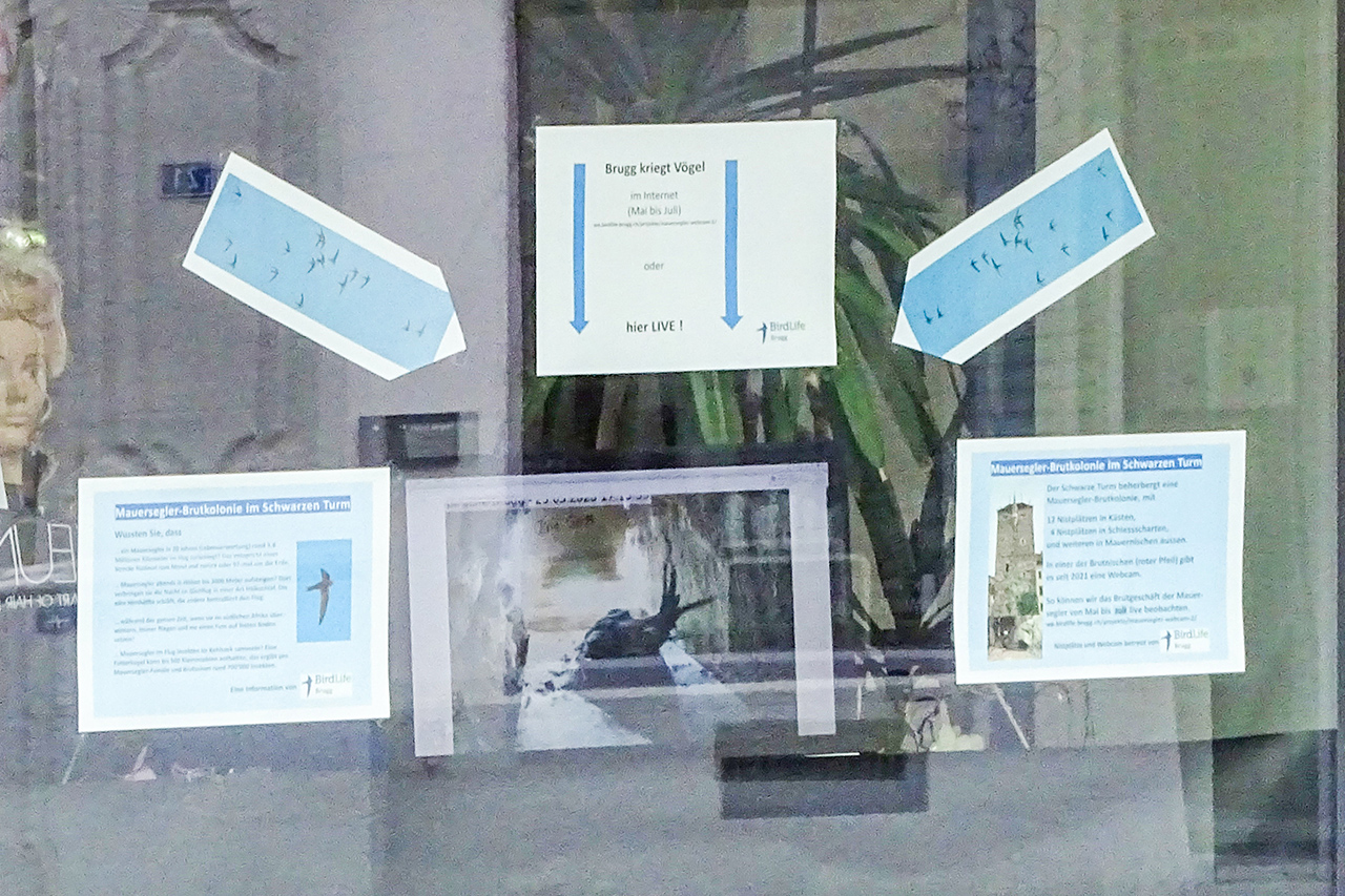 thumbnail: ein-schaufenster-ins-brutgeschaeft