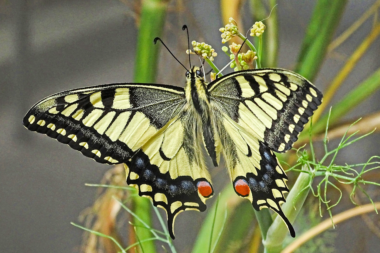 thumbnail: neue-schmetterlingsgeneration