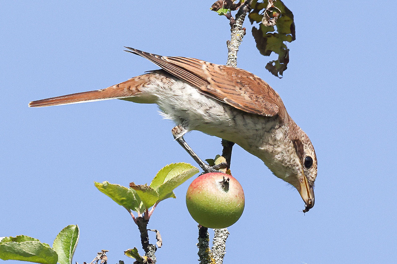 thumbnail: die-jungvoegel-werden-erwachsen