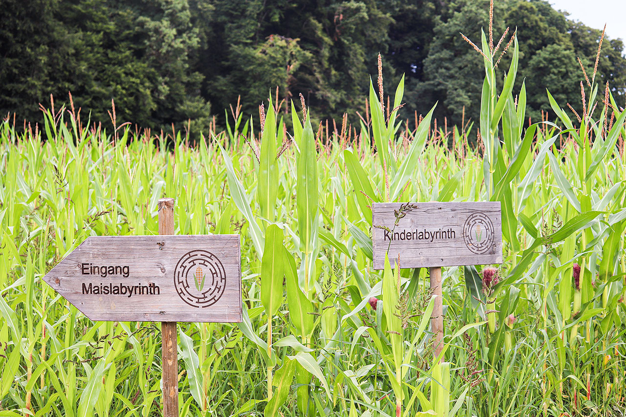thumbnail: ein-abenteuerlicher-ausflug-ins-maisfeld