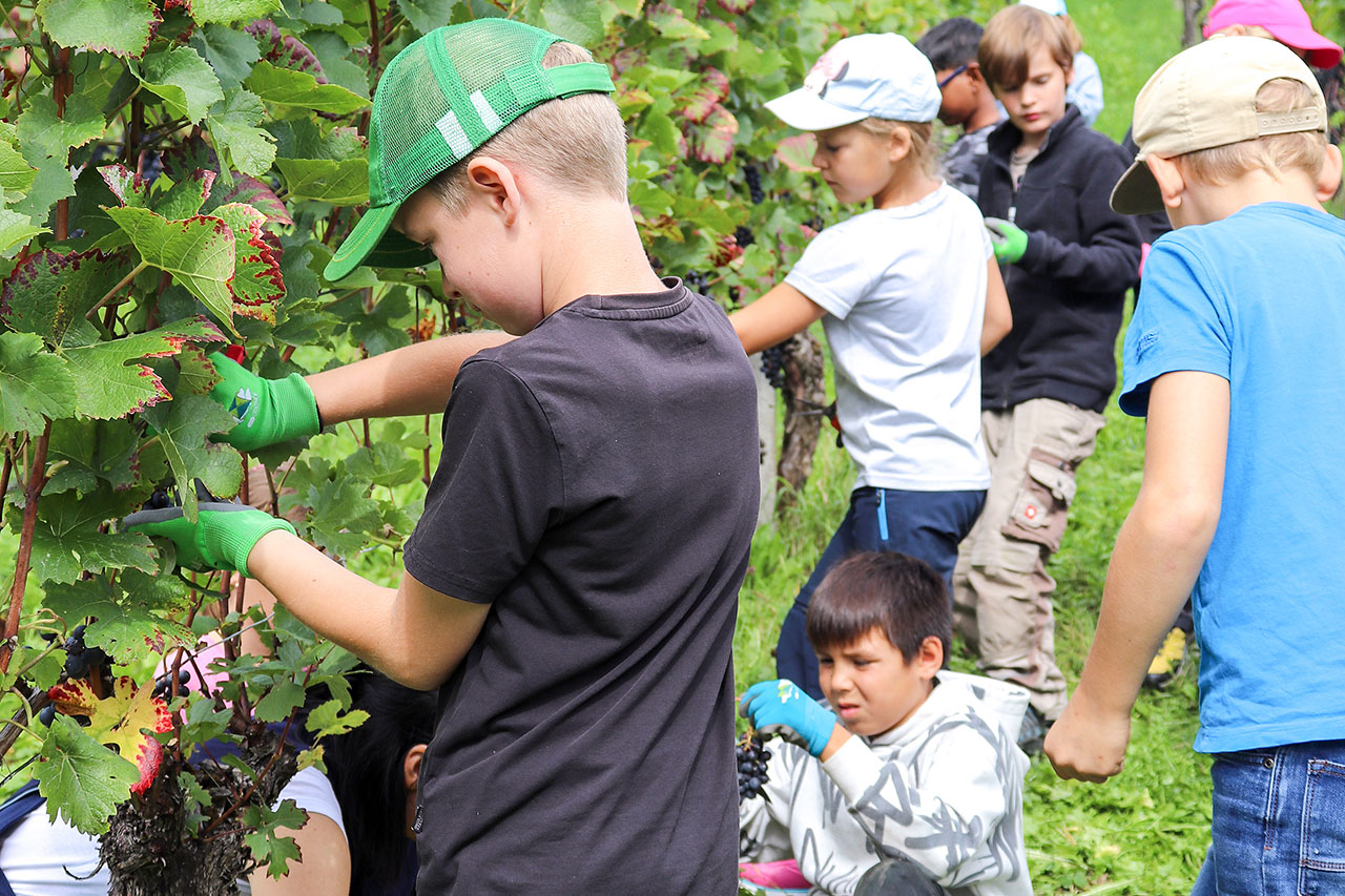 thumbnail: junge-winzer-im-einsatz