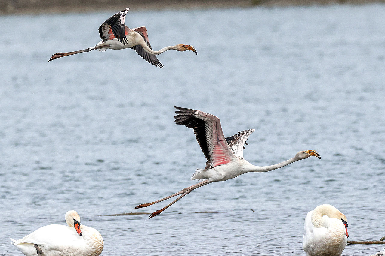 thumbnail: ein-hauch-von-camargue