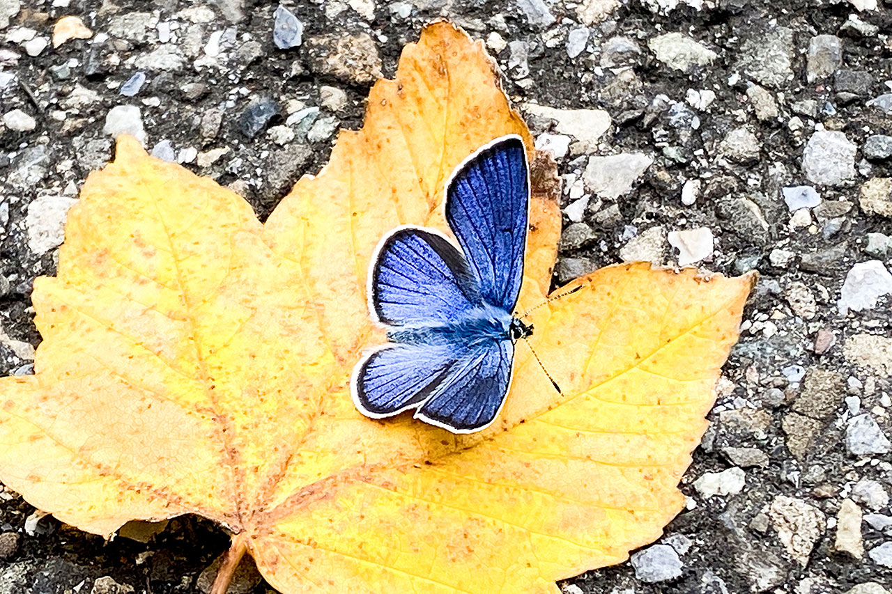 thumbnail: ein-blaeuling-im-herbstwind