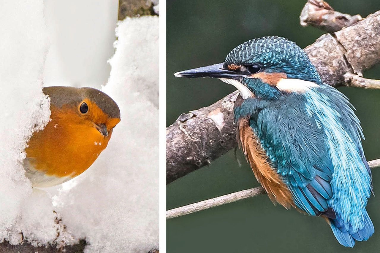 thumbnail: rotkehlchen-uebergibt-an-eisvogel