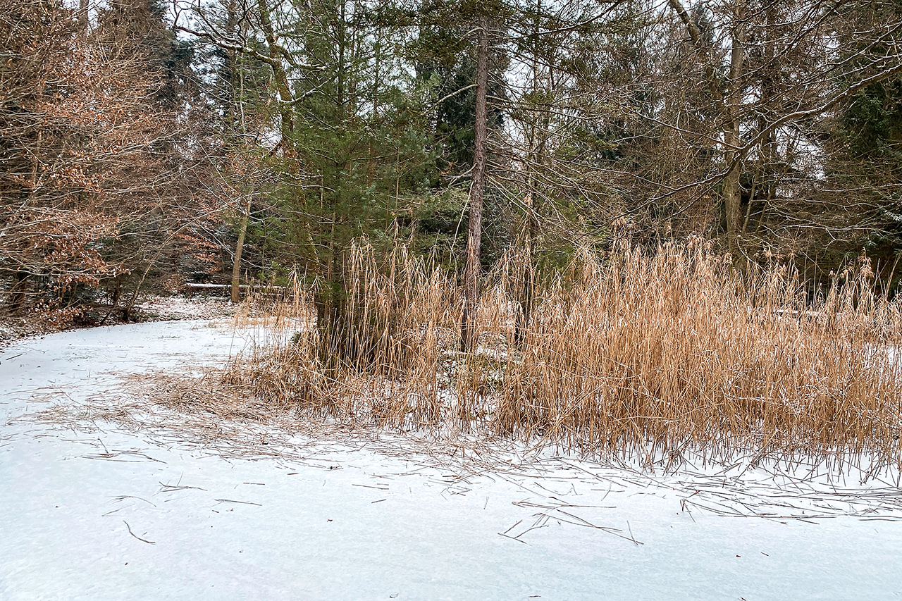 thumbnail: geschwister-fuer-den-binsenweiher