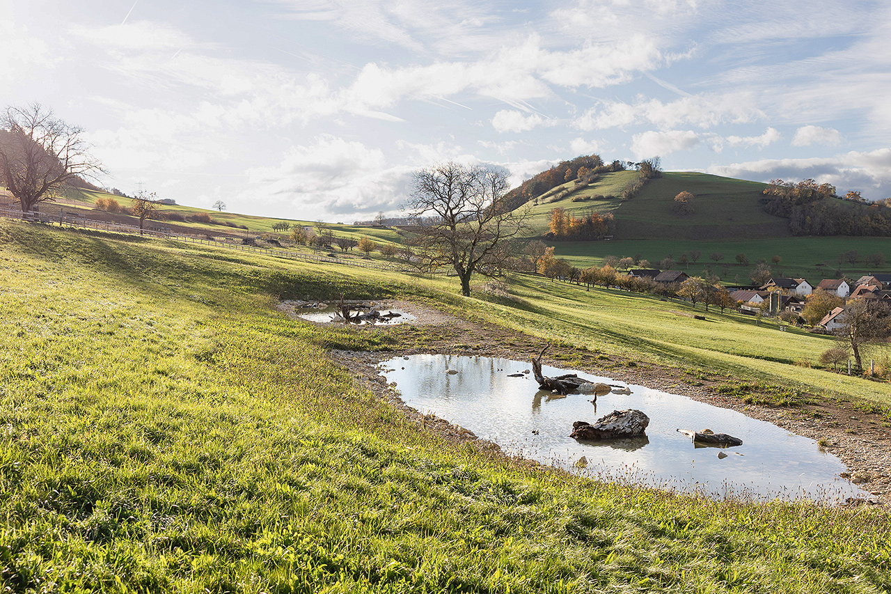 thumbnail: nach-den-mauern-die-baeume