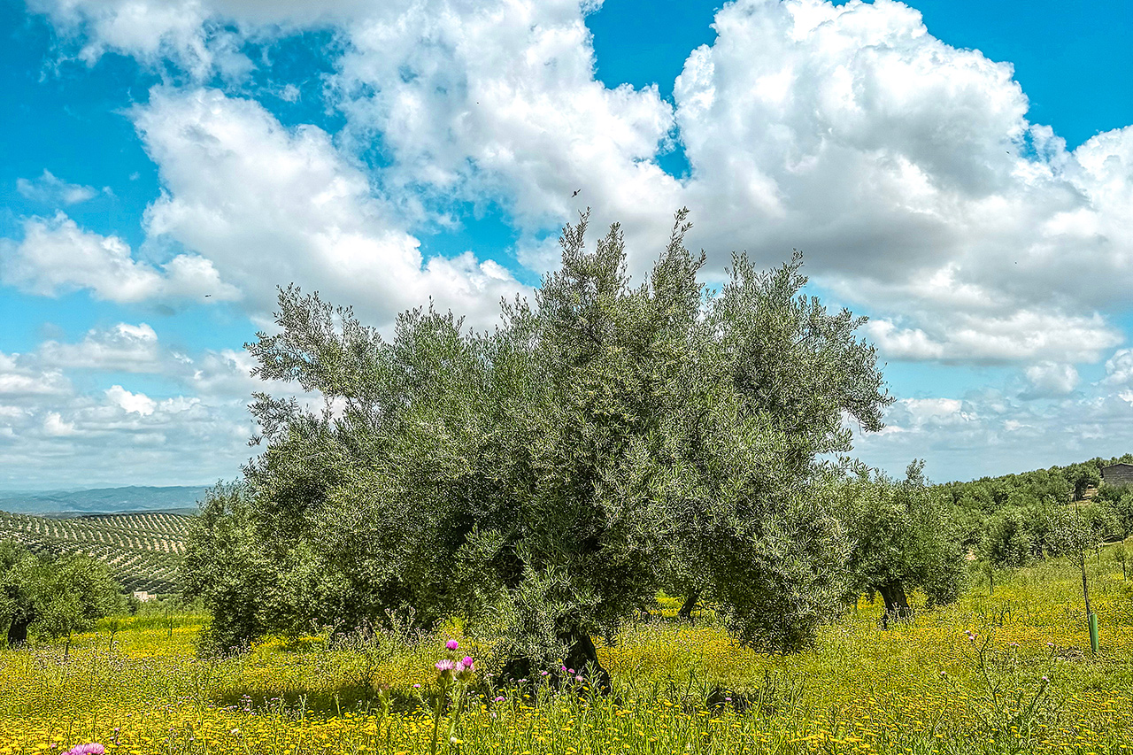 thumbnail: das-beste-oel-in-der-pfanne