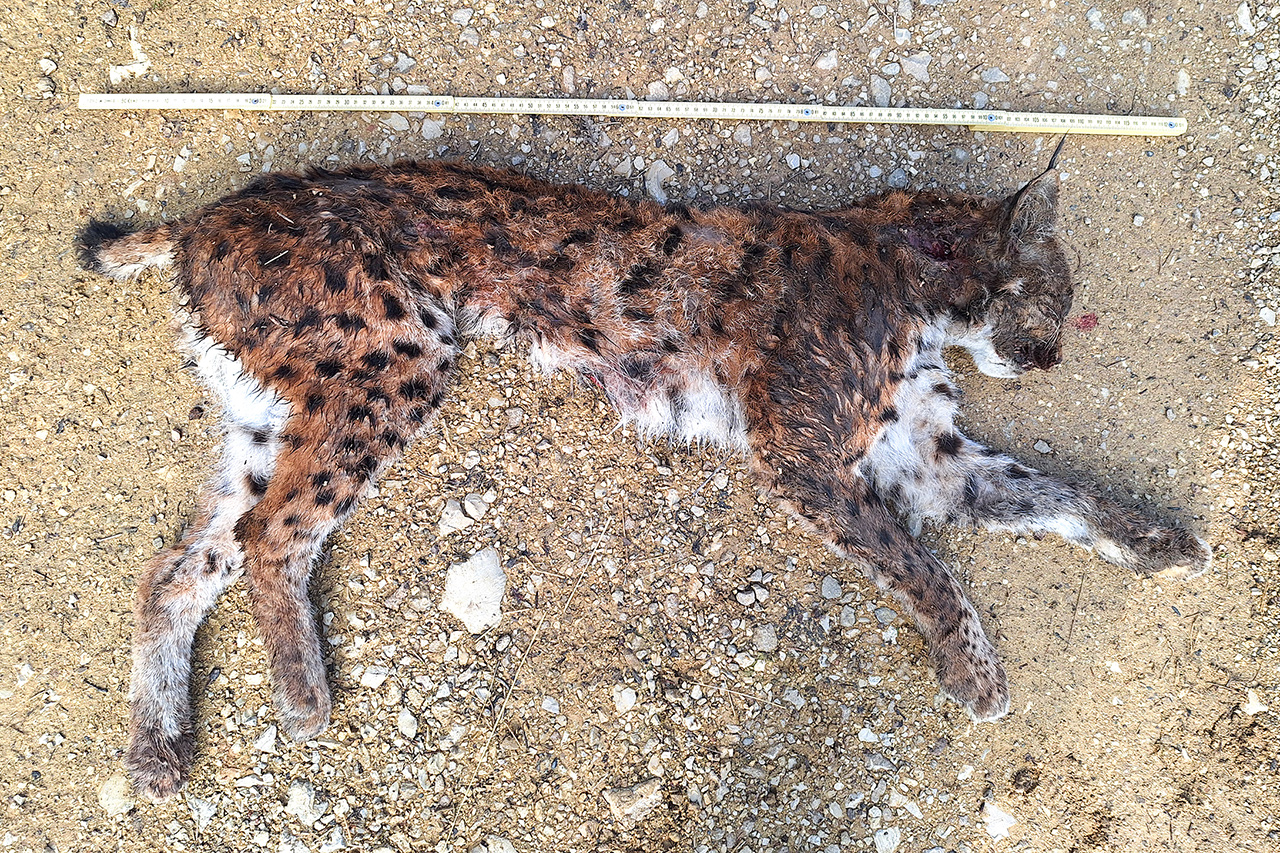 thumbnail: ungeloestes-raetsel-um-luchs