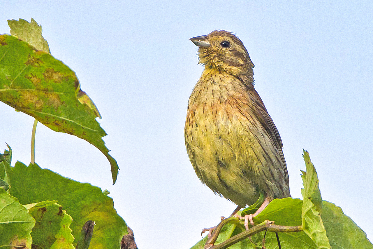 thumbnail: in-den-rebbergen-gut-vertreten