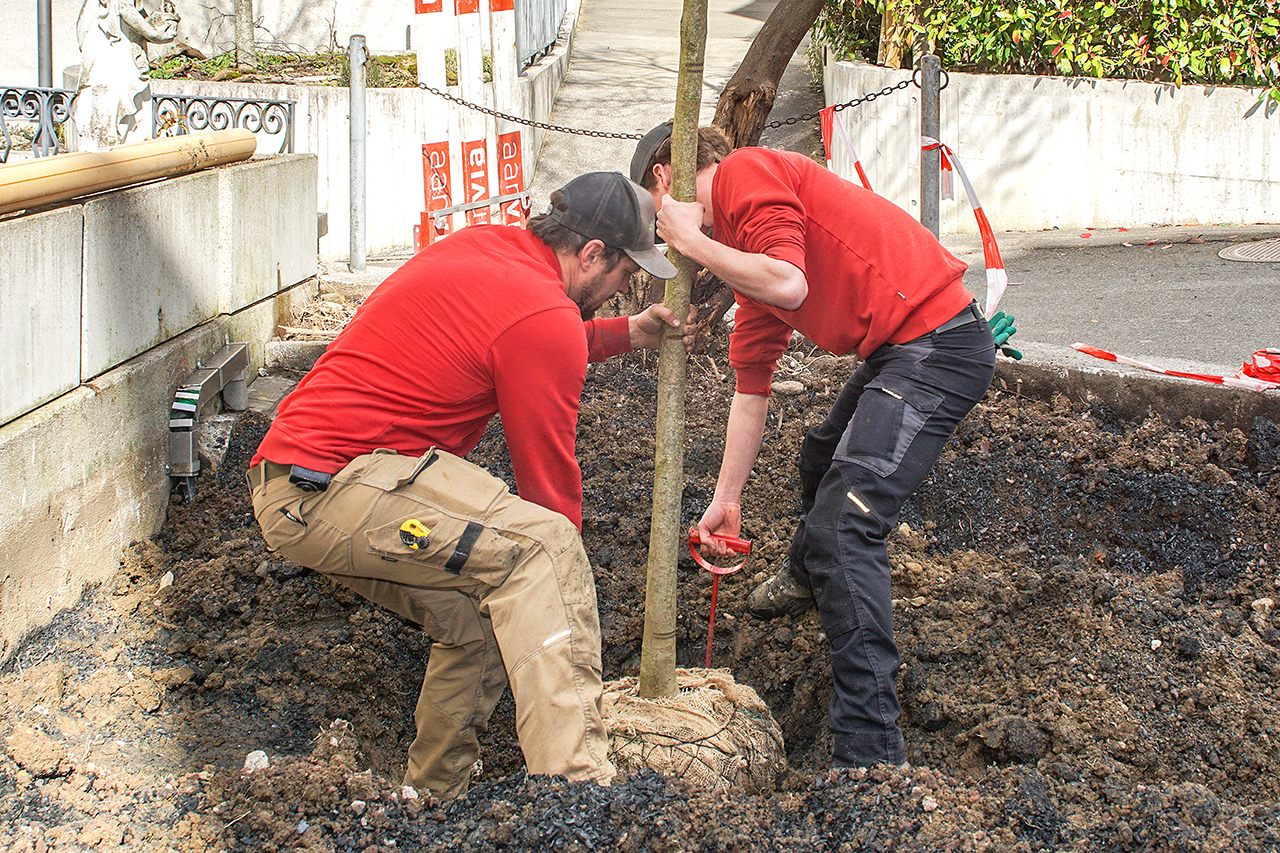 thumbnail: schwammstadt-gruen-und-blau-statt-grau