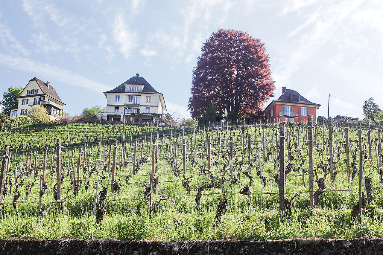 thumbnail: in-vino-est-gaudium