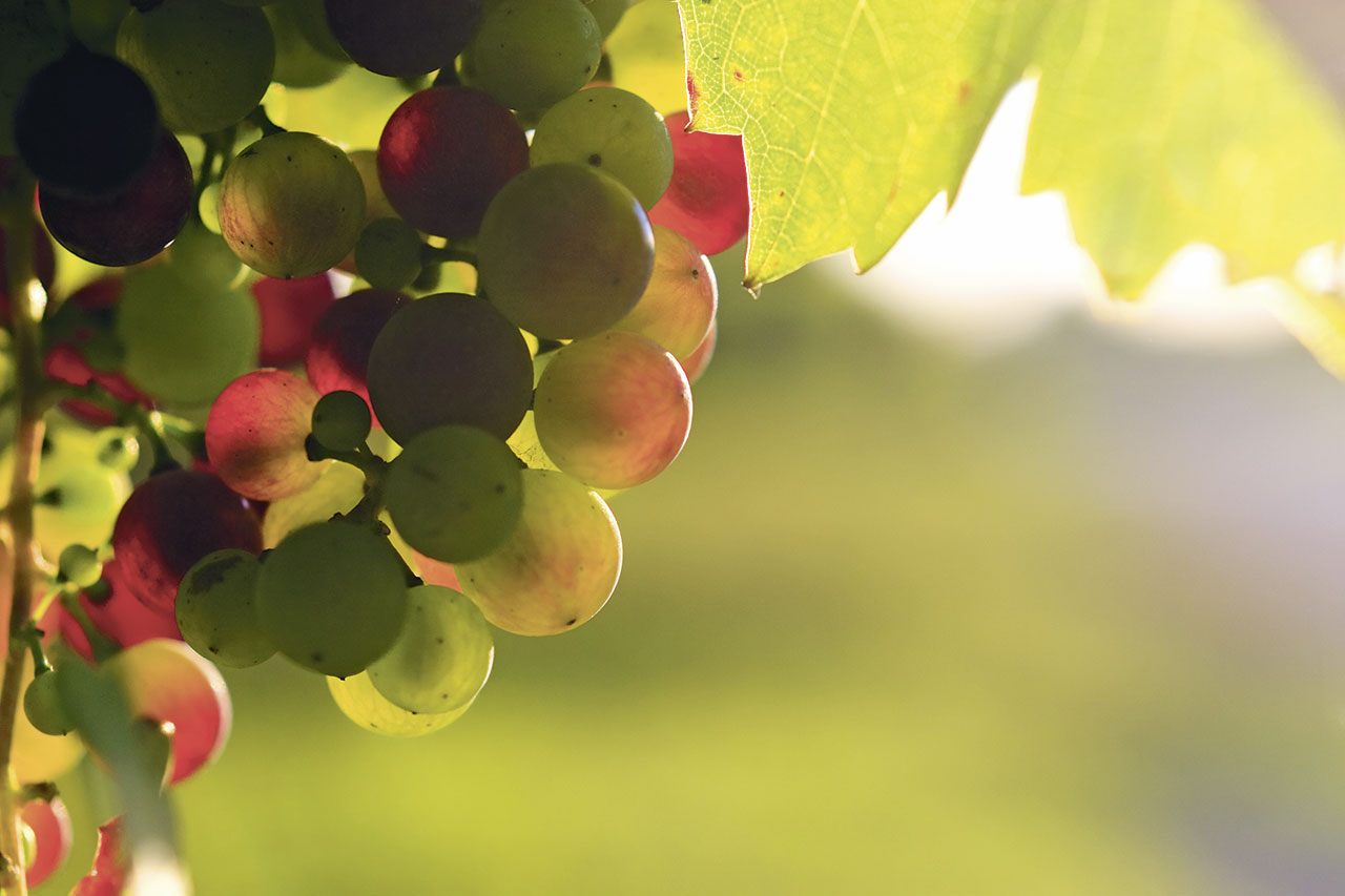 thumbnail: stolze-winzer-und-feine-weine