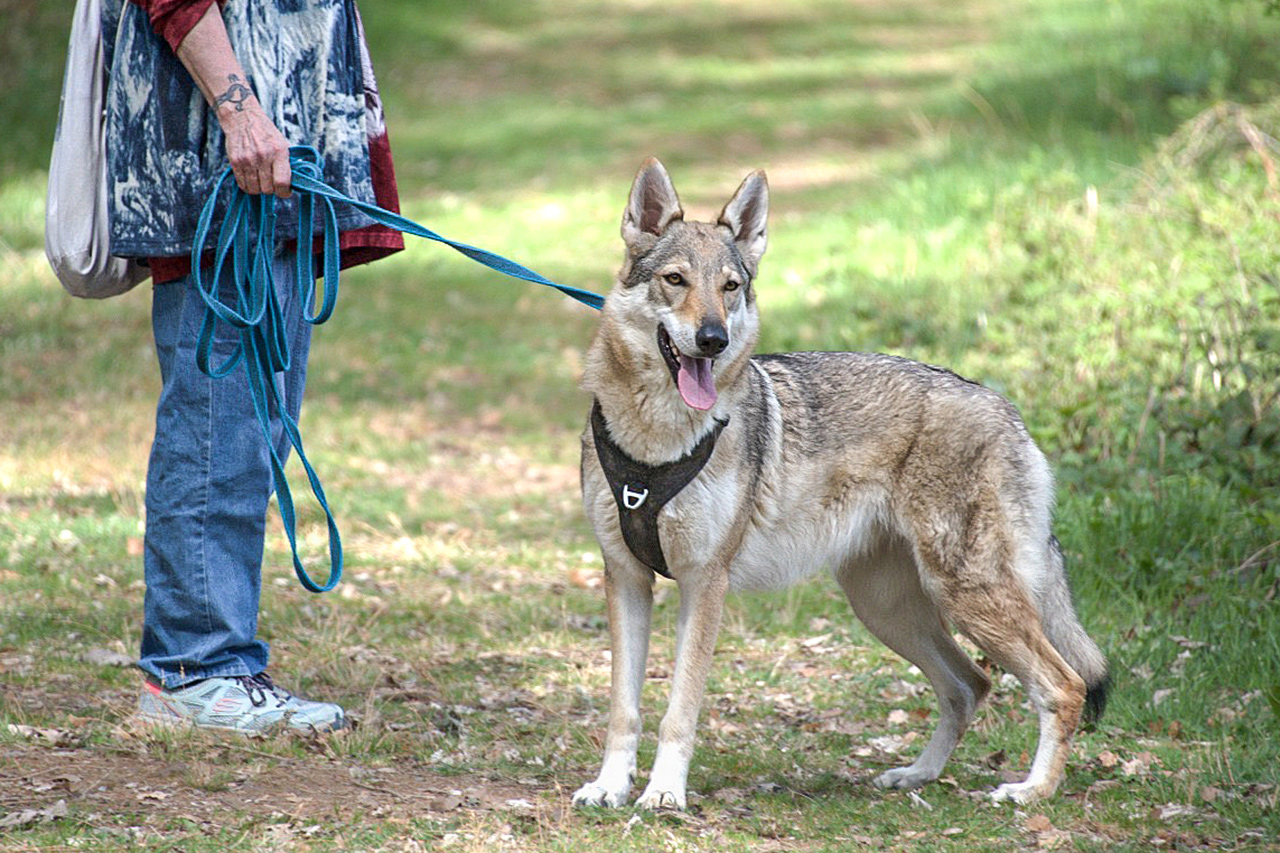 thumbnail: im-zeichen-des-wolfhundes